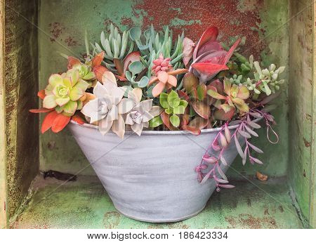 Colorful variety of Asclepiadaceae in the pot, Close up image