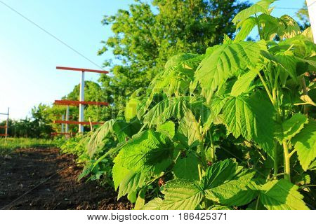 Branch with green leaves of raspberry and young colorful reddish leaves. Texture of raspberry leaves