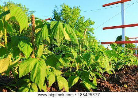 Branch with green leaves of raspberry and young colorful reddish leaves. Texture of raspberry leaves