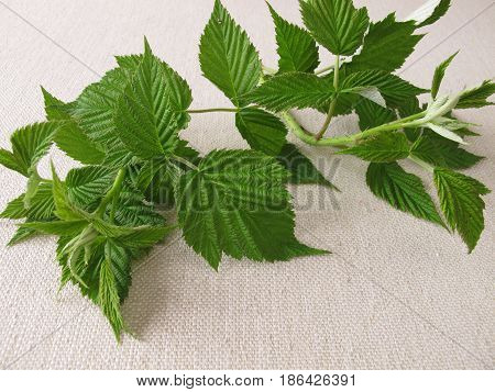 Raspberry leaves for raspberry leaf tea in natural healing