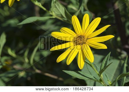 Helianthus Tuberosus Flower, Aka Jurusalem Arichoke