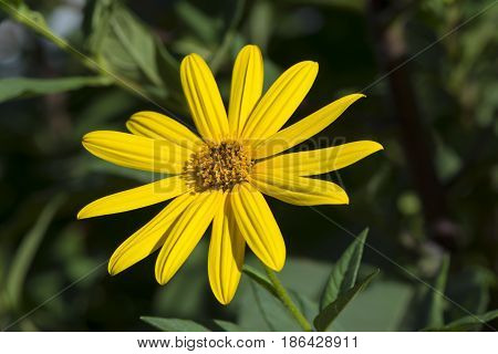 Helianthus Tuberosus Flower, Aka Jurusalem Arichoke