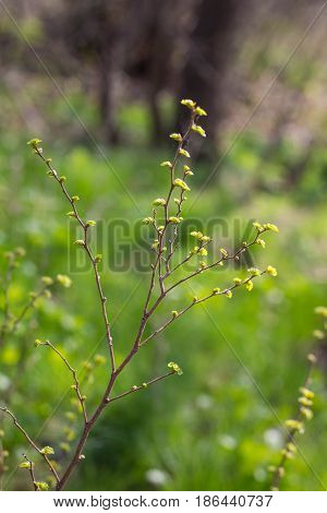 Branches With Young Leaves Background. Springtime.