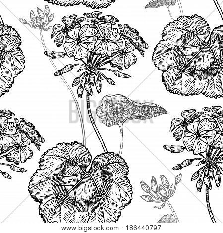 Geranium or Pelargonium flower. Seamless floral pattern. Vector illustration. Hand drawing art. Black and white graphics. Vintage engraving. Template for packaging textile paper wallpaper fabric.