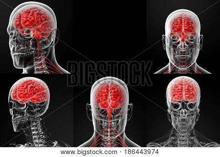 3D Rendering Illustration Of The Male Brain