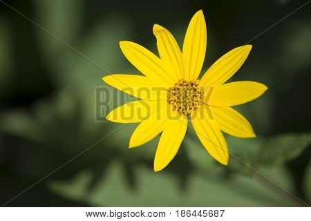 Helianthus Tuberosus Flower Head, Aka Jurusalem Arichoke