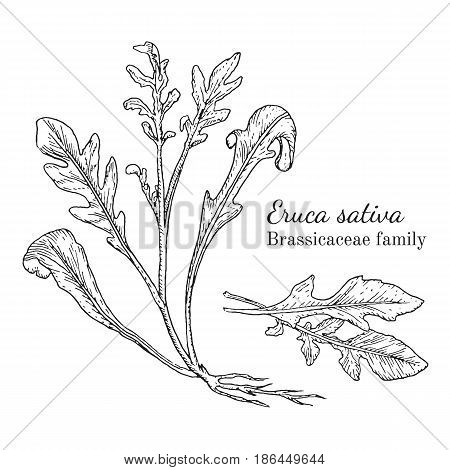 Ink arugula herbal illustration. Hand drawn botanical sketch style. Absolutely vector. Good for using in packaging - tea, condinent, oil etc - and other applications