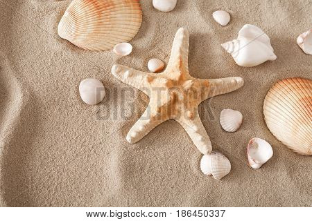 Sea beach sand background with seashells and starfish top view. Natural seashore textured surface