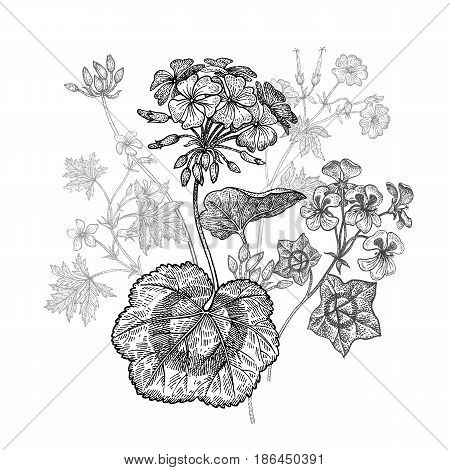 Geranium or Pelargonium garden flower. Isolated bouquet on white background. Black and white hand drawing. Vector illustration art. Vintage engraving. Decoration for interior items dishes pillows.