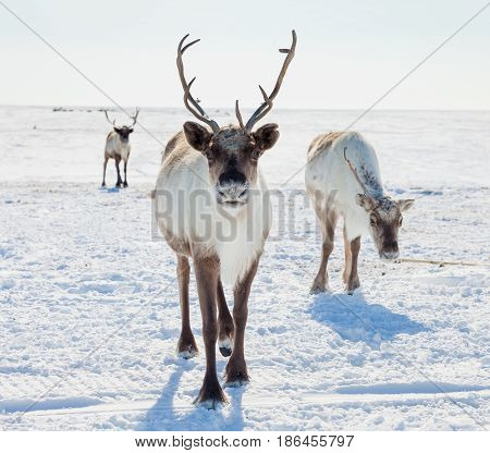 Reindeer grazing in the tundra during winter