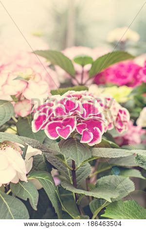 Hydrangea Macrophylla