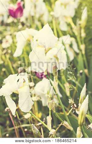 White Irises In The Garden
