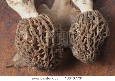 Morel fungus close up shot local focus