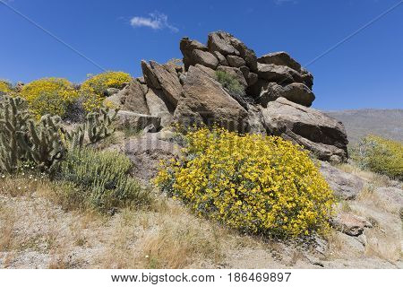 Wildlfowers Blooming In Anza-borrego State Park, California
