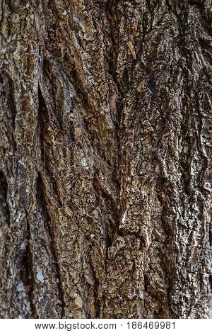 Old Wood Tree Trunk Textured Pattern