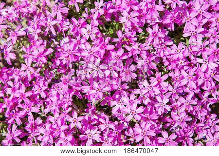 Background Of Flowers
