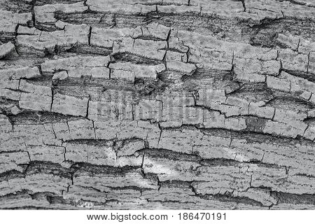 Old Wood Tree Trunk Textured Pattern