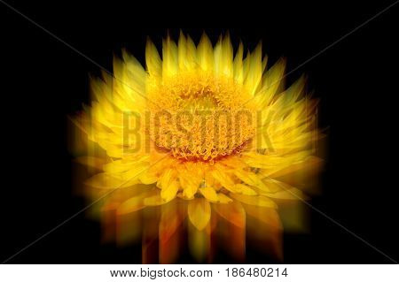 Helichysum (yellow) with reflection which is a common perennial flower sometimes called Everlasting