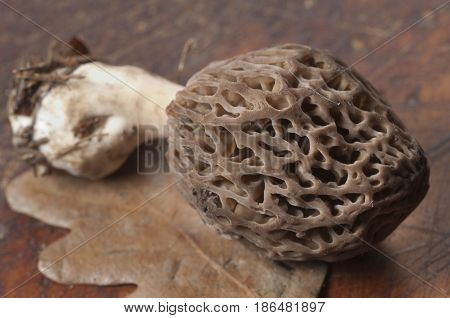 Morel fungus close up shot local focus
