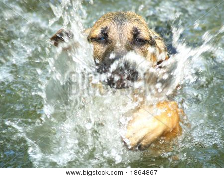 Cuccioli prima nuotata goffo