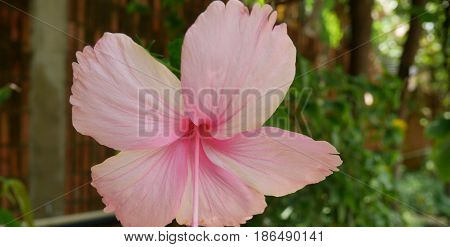 Close up beautiful pink hibiscus on blur background.
