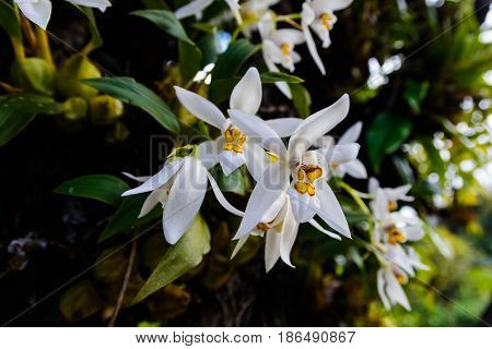 Coelogyne Nitida (wall. Mss.) Lindl.