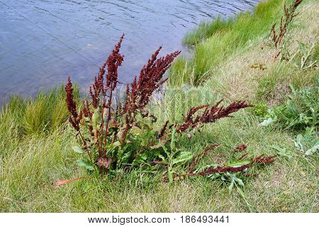 Curly dock (Rumex crispus), also called curled dock and yellow dock, grows next to a small lake in Joliet, Illinois during July.