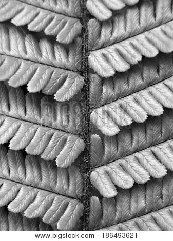 detail of fern leaf in close up