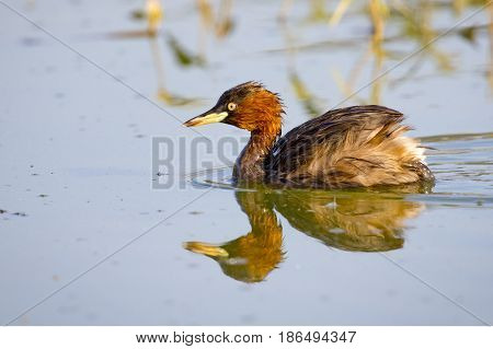Image of little teal (Dabbling duck) Wild Animals.