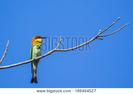 Image of bird on the branch on sky background. Wild Animals. Chestnut-headed Bee-eater (Merops leschenaulti)