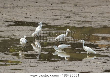 Image of egret on nature background. . Heron. Wild Animals.