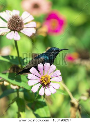 Image of a bird (purple sunbird) perched on flowers. Wild Animals.