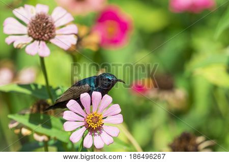 Image of a bird (purple sunbird) perched on flowers. Wild Animals.
