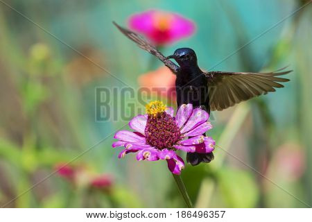 Image of a bird (purple sunbird) perched on flowers. Wild Animals.