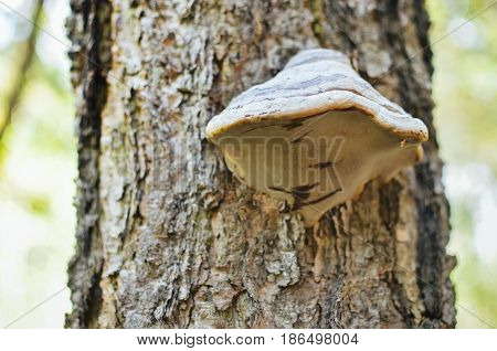 mushrooms on a tree in a forest closeup at spring