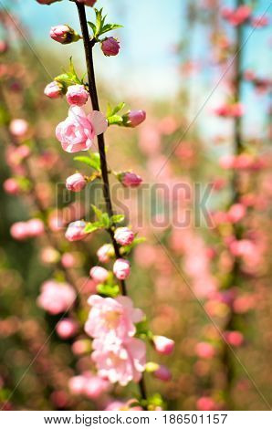 Branch With Beautiful Pink Flowers Of Amygdalus Triloba Bush