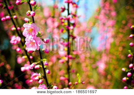 Branch With Beautiful Pink Flowers Of Amygdalus Triloba Bush