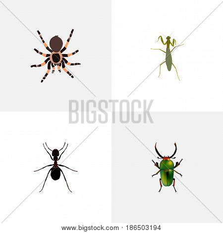 Realistic Insect, Ant, Tarantula And Other Vector Elements. Set Of Hexapod Realistic Symbols Also Includes Arachnid, Grasshopper, Emmet Objects.