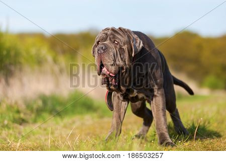 Neapolitan Mastiff On A Meadow