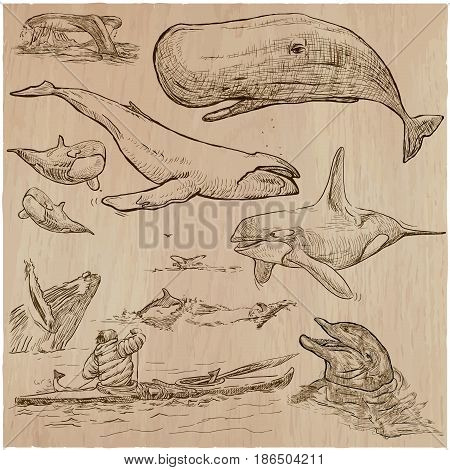 Animals around the World - CETACEANS. Collection of an hand drawn vector illustrations. Freehand sketches. Line art. Each drawing comprise of a few layers of outlines. Background is isolated.