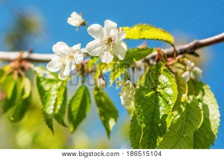 Close-up of blossoming bird cherry tree in sunny day
