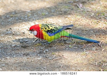 Colorful Eastern Rosella parrot bird with red head, white beak cheeks, yellow green breast, blue wings foraging for food on ground in Australia, Tasmania (Platycercus eximius) 