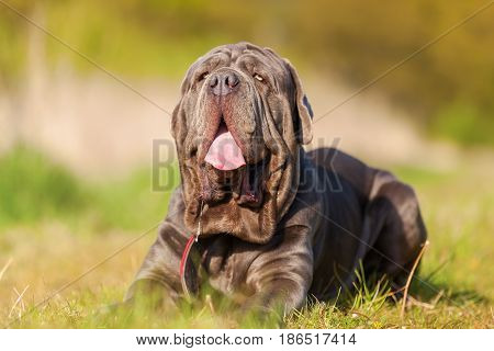 Neapolitan Mastiff On A Meadow