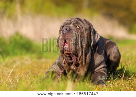 Neapolitan Mastiff On A Meadow