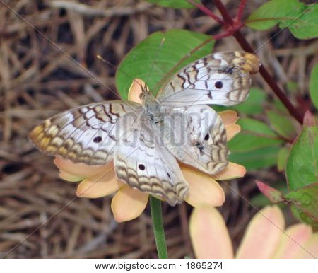 Hvid Butterfly