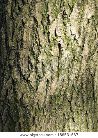 bark on tree trunk with cracks and moss