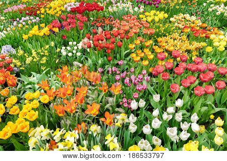 A field of glorious multicolored tulips in springtime. Mainau Island, Germany.