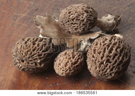 Morel fungus close up shot local focus
