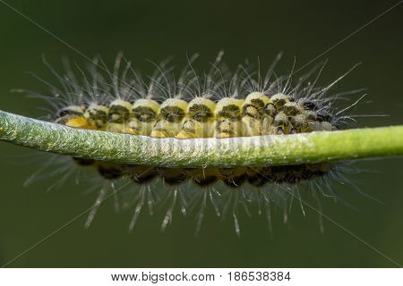 Narrow-bordered five-spot burnet moth (Zygaena lonicerae) caterpillar underside. A yellow and black moth larva in the family Zygaenidae showing detail of hooks on feet
