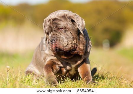 Neapolitan Mastiff On A Meadow